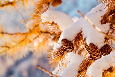 白雪覆盖的松果